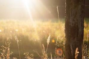The Light at the End of the Field