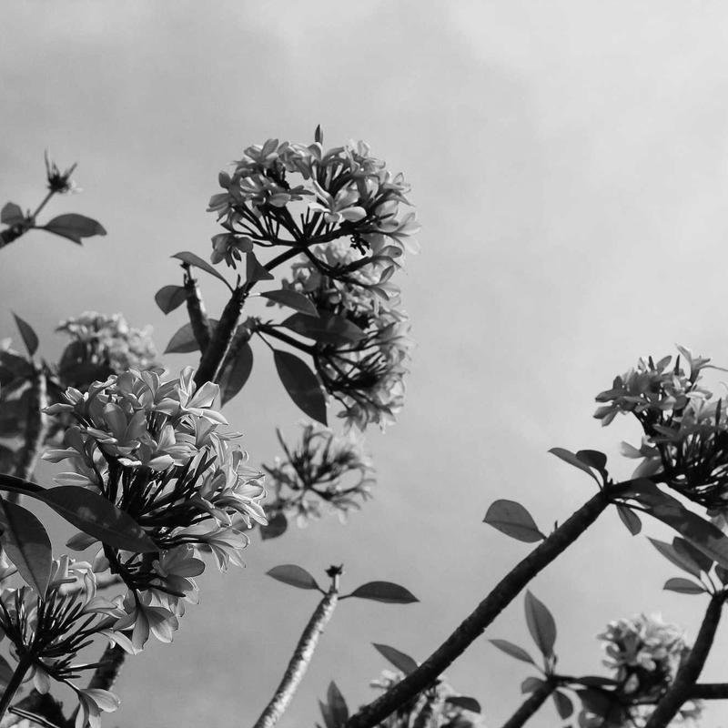 Bloom Study