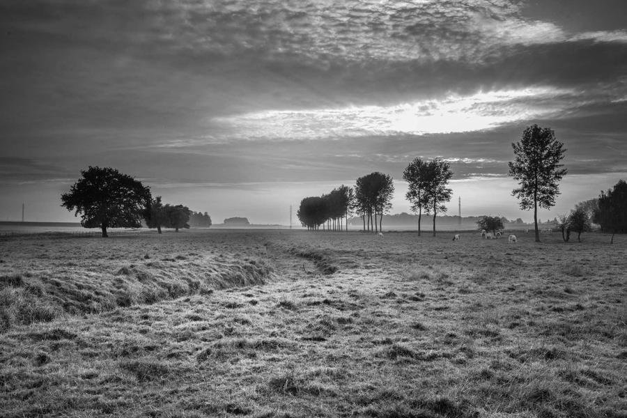 Open Field